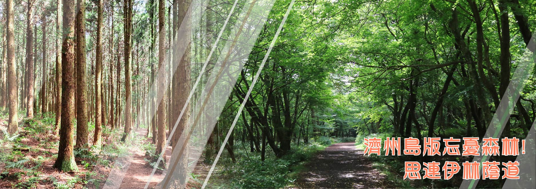 思連伊林蔭道_濟州必去景點_濟州島版忘憂森林