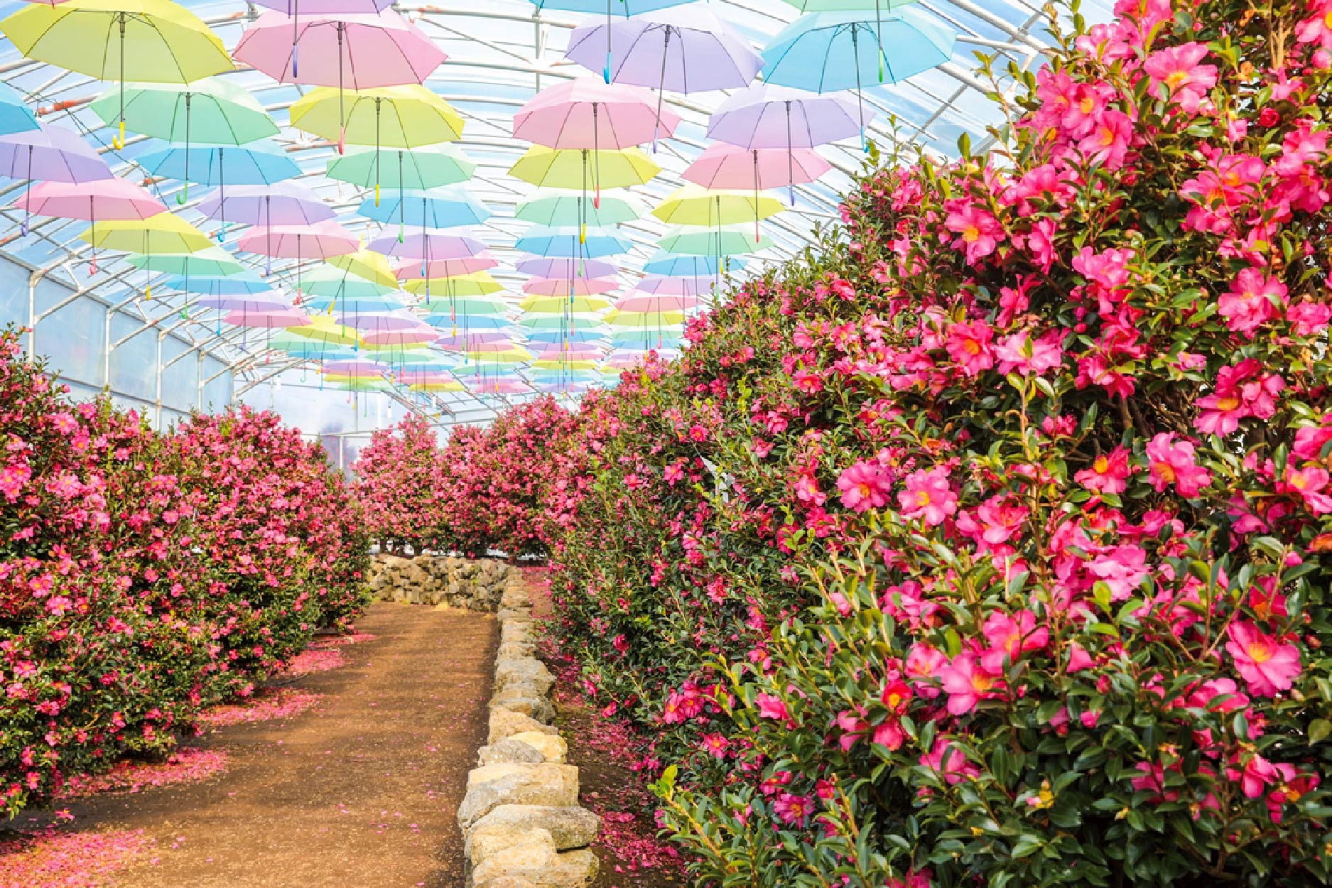 2026 首爾滑雪行程