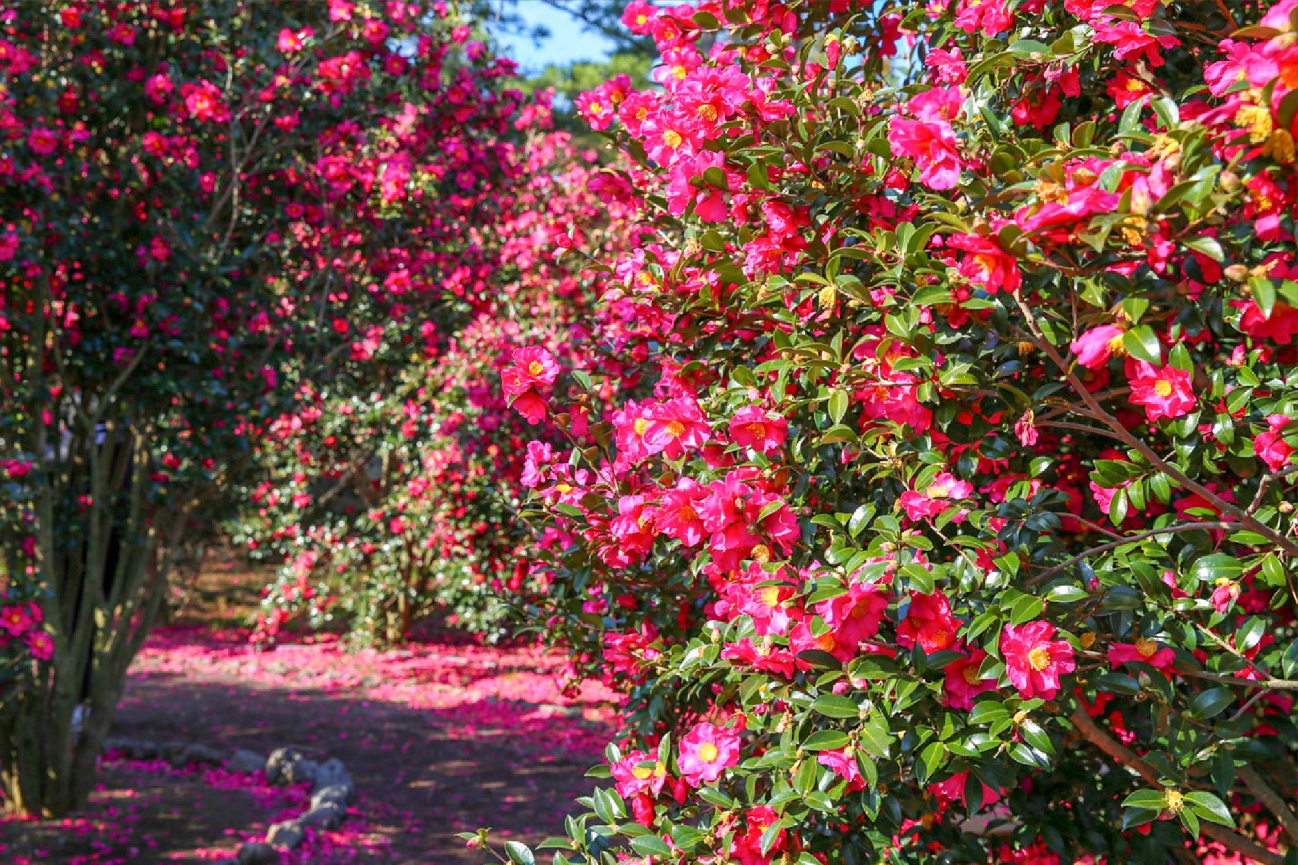 濟州深度行程 行程圖