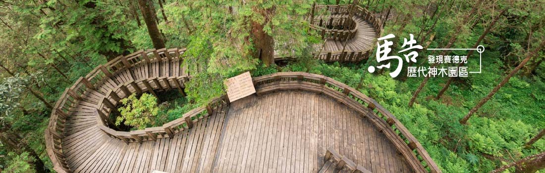 闖進迷霧森林亞洲最大神木園《馬告-神木園》一日遊