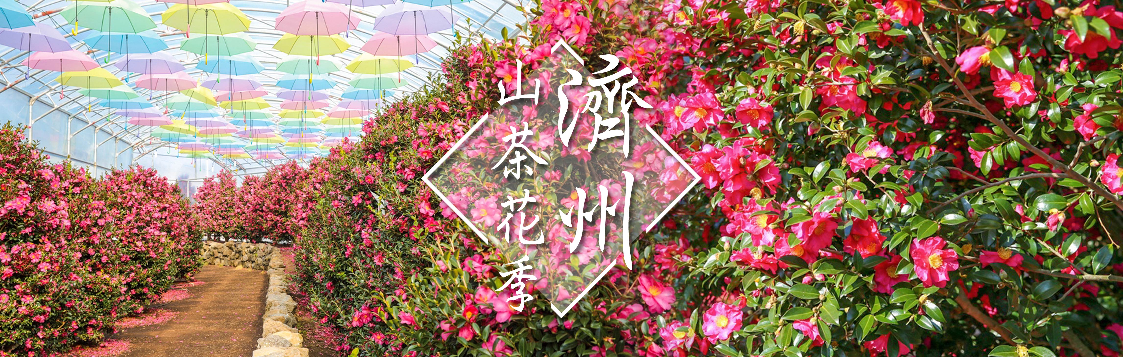 2027年春節旅遊_寒假出遊_濟州島冬季旅遊_韓國過年